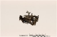 藏品(梅衣屬)的圖片